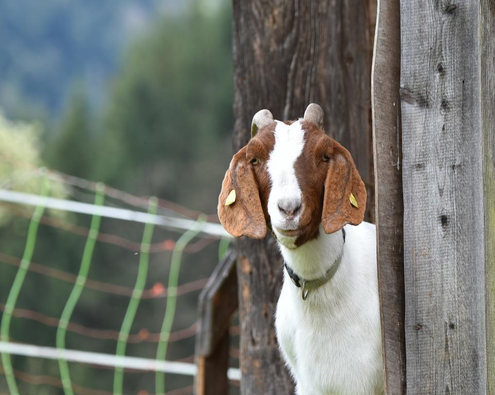 Muellerjoergenhof Daire Gutach Dış mekan fotoğraf